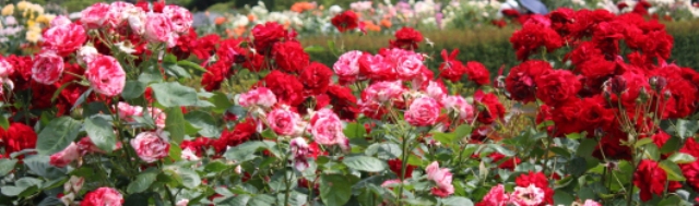 Розы, цветы купить в Минске, саженцы, сорта, фото, каталог, питомник, Беларусь