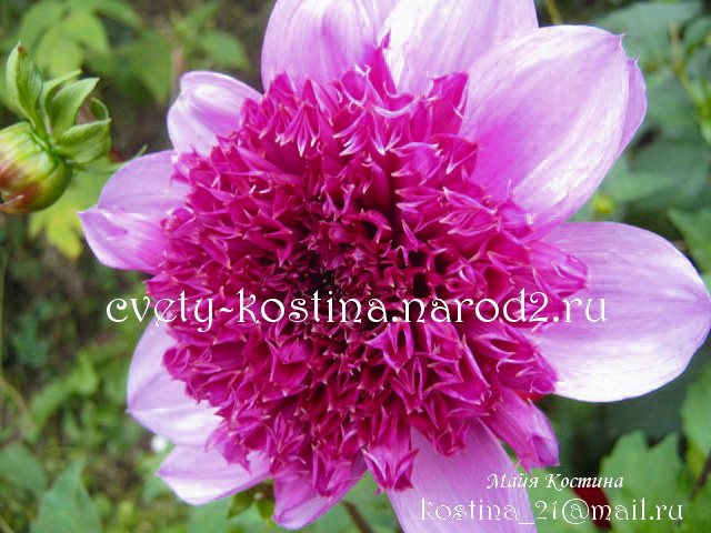 цветок сиреново-фиолетовый Георгина анемоновидная Блю Баио - Dahlia Blue Bayou 