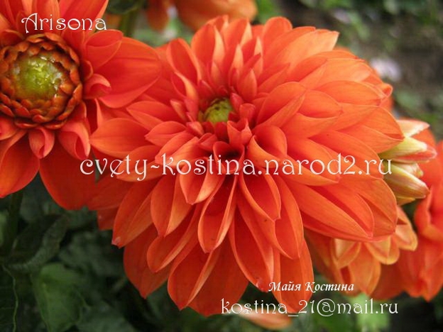 цветок оранжевый dahlia Arisona – георгин миниатюрная сорт Аризона