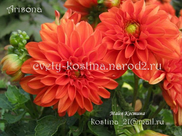 бордюрная оранжевая карликовая георгина Arisona, цветок, бутоны