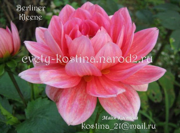  Георгина Берлинер Кляйн - Dahlia Pot Berliner Kleene бордюрная низкорослая цветок розовый