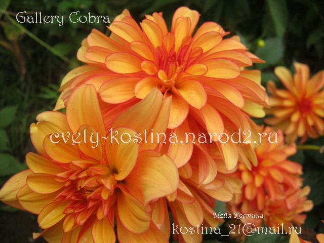 низкорослый георгин dahlia Gallery сорт Cobra оранжевые цветы
