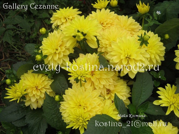 низкорослый Георгин -dahlia Gallery Cezzane желтые цветы, цветущий куст в саду