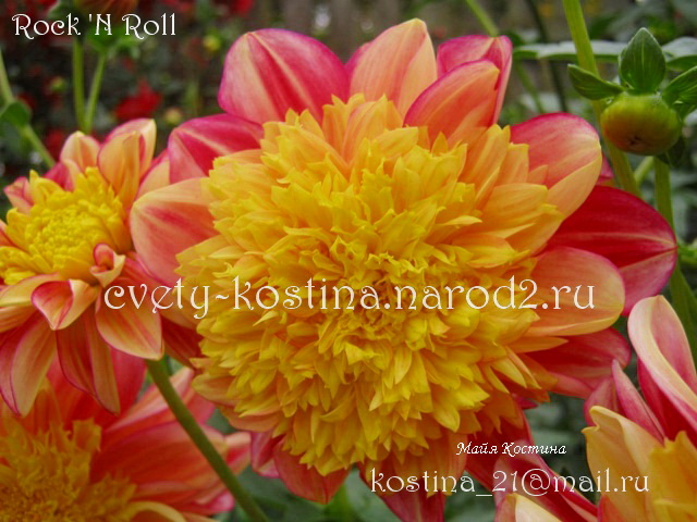 Георгина анемоновидная сорт ROCK'N ROLL- Anemone- flowering
