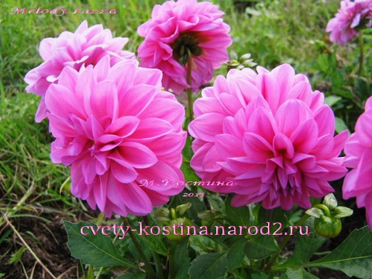 Георгина Dahlinova сорт Lisa Dark Pink цветущий куст в бордюре