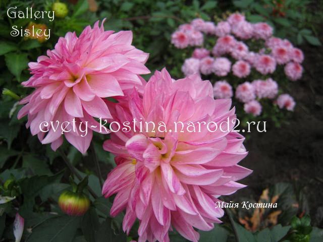 розовая dahlia Gallery сорт Sisley - георгина бордюрная цветущий куст в саду