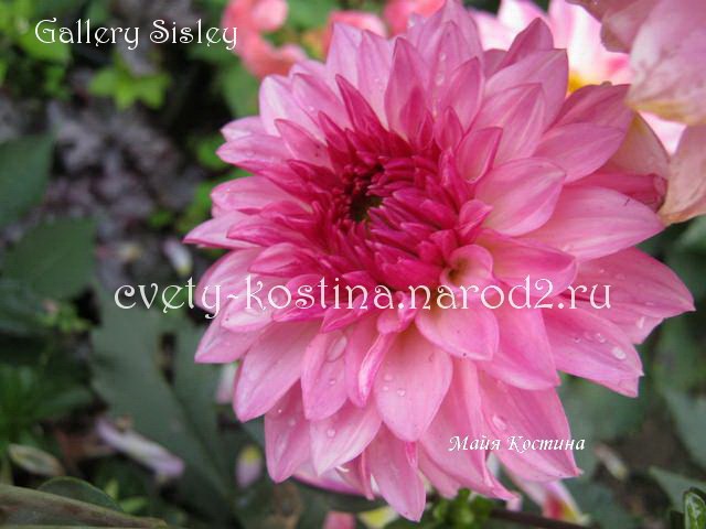 розовая бордюрная dahlia Gallery Sisley - георгина Галери Сислей