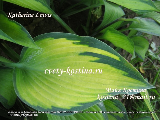Hosta Katherine Lewis- желтый лист с зеленой каймой