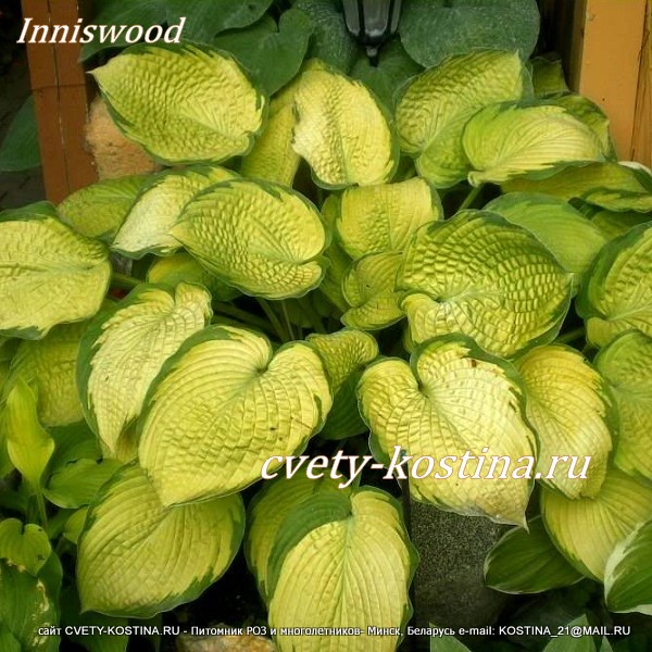  хоста сорт Inniswood желтая с зеленой каймой