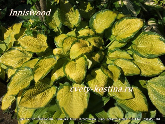  хоста желтая с зеленой каймой сорт Inniswood