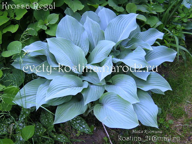 куст голубой хосты сорта Krossa Regal листья удлиненный