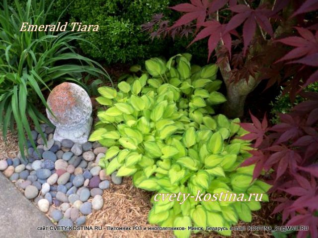  маленькая желтая хоста Emerald Tiara в саду в композиции