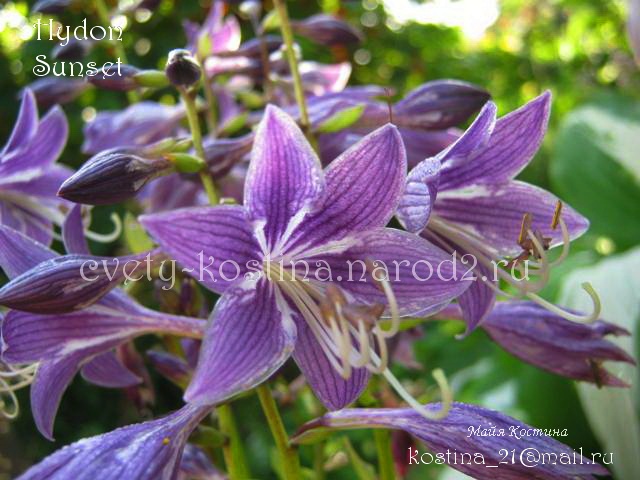 хоста сорт Hydon Sunset- фиолетовые цветы