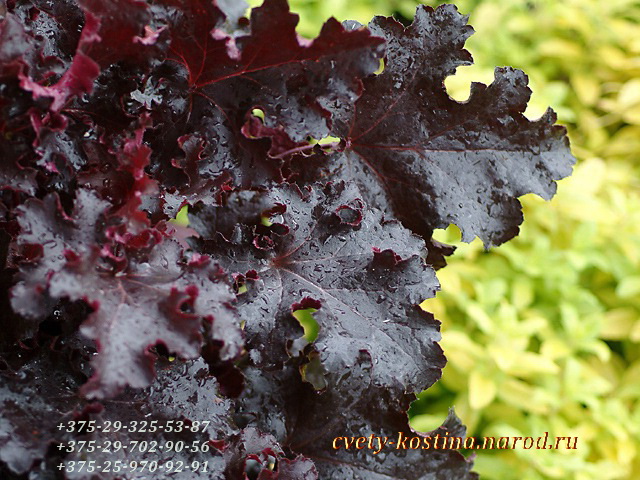  Гейхера- Heuchera сорт Black Beauty, листья пурпурно- чёрные, блестящие