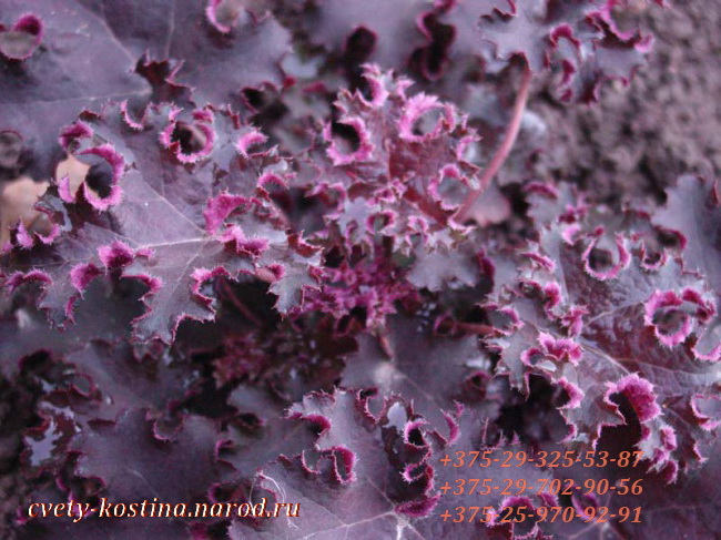 Гейхера- Heuchera сорт Purple Petticoats- пурпурные волнистые листья