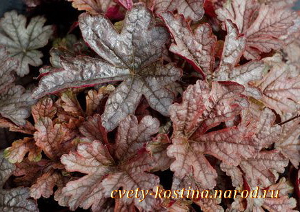 гейхерелла - Heucherella Gunsmoke, листья, фото 