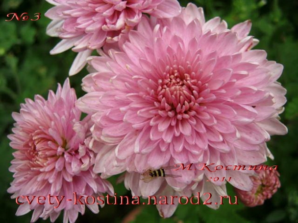хризантема корейская ранняя розовая, сиреневая, сорт Соната, букет, фото