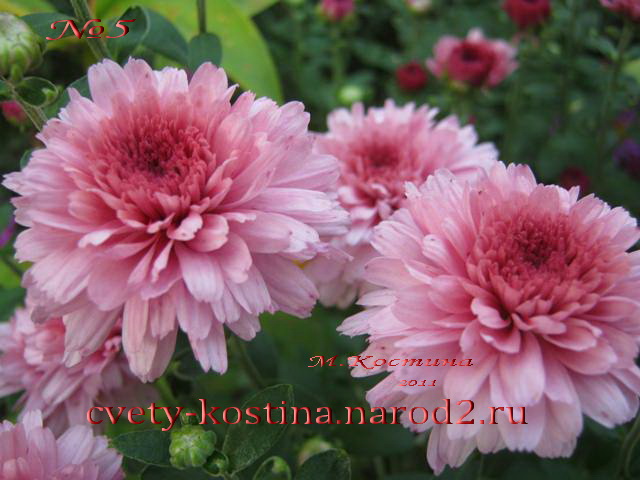 хризантема бордюрная низкорослая розовая сорт Ида, цветок, фото