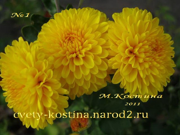 корейская хризантема желтая ранняя сорта фото
