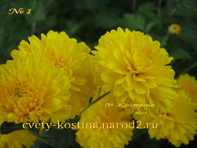 хризантема летняя ярко- желтая,цветок, фото, саженцы