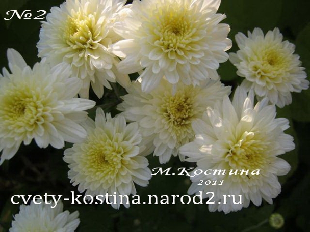 хризантема белая ранняя, цветы, куст, фото
