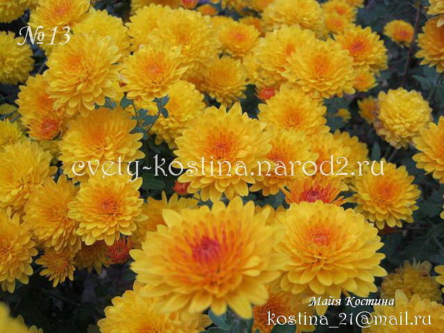 хризантема желтая мультифлора, бордюрная, карликовая, куст
