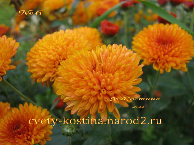 хризантема низкорослая оранжевая сорт Тиграша куст в цвету в саду