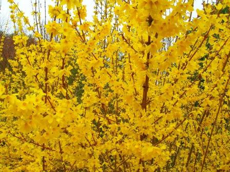 форзиция- цветущий кустарник с желтыми цветами