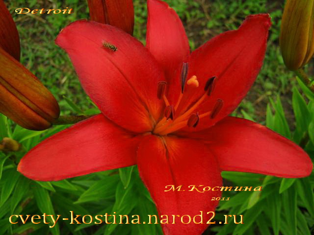 лилия Детройт - lily Detroit- азиатские гибриды, красный цветок