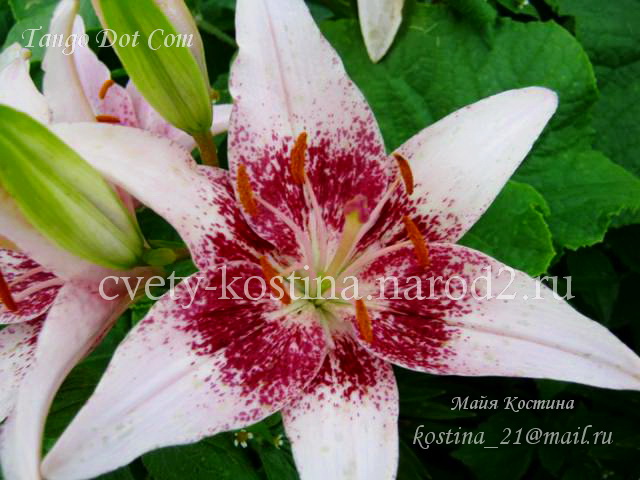 лилия группа Танго сорт Dot Com- Asiatic Hybrid, цветок, фото