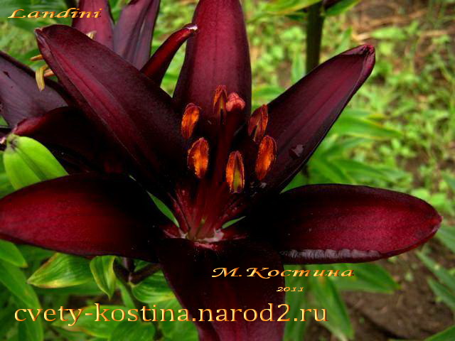 черная лилия сорт Ландини - Landini, азиатские гибриды- цветок, фото