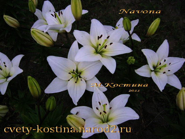 белая лилия сорт - Navona- Asiatic hybrid, Цветы в саду