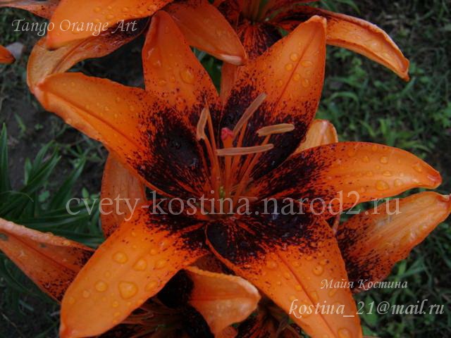 лилия группа Tango сорт Orange Art, цветок оранжевый с темным центром