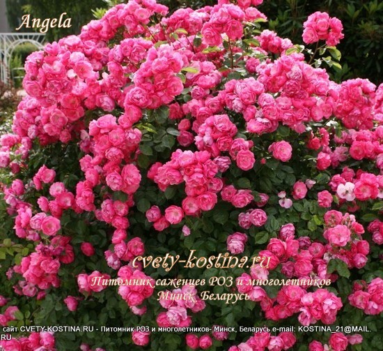 садовая кустовая розовая роза сорт Angela, цветущий куст на клумбе 