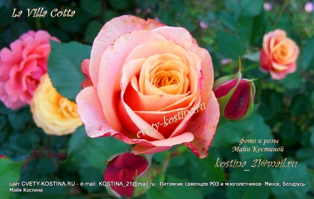 роза ностальгическая Ла Вилла Котта- La Villa Cotta- Kordes