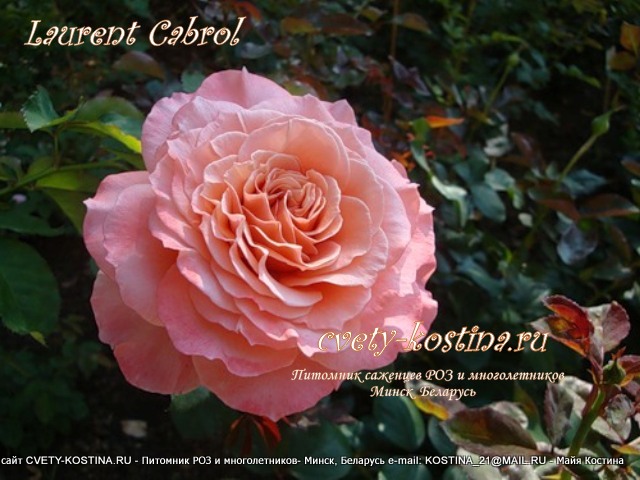 роза шраб сорт Laurent Cabrol , цветок розовый