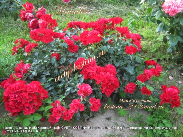 почвопокровная ярко- красная роза Matador- цветущий куст в саду, фото