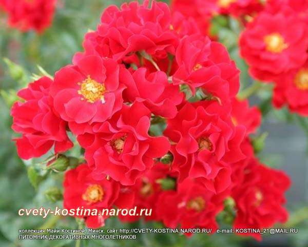 садовая кустарниковая красная роза Matador- Tantau, цветы, фото