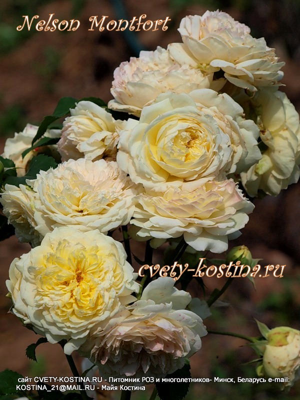 желтая роза шраб сорт Nelson Montfort, цветы, соцветия