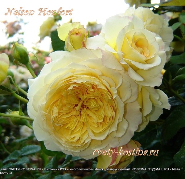 роза шраб сорт Nelson Monfort - MASnelmo, цветы, бутон