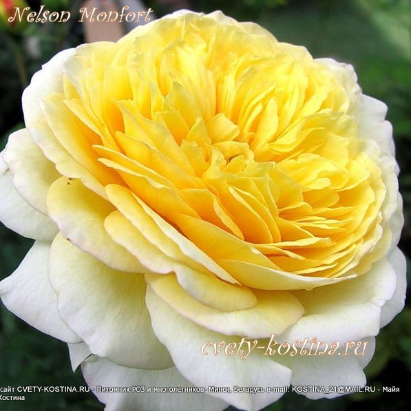 желтая роза сорт Nelson Montfort - Нельсон Монфор, Массад, шраб