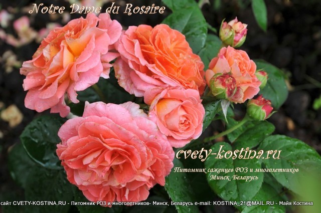 роза шраб сорт Notre Dame du Rosaire , оранжевые, абрикосовые цветы