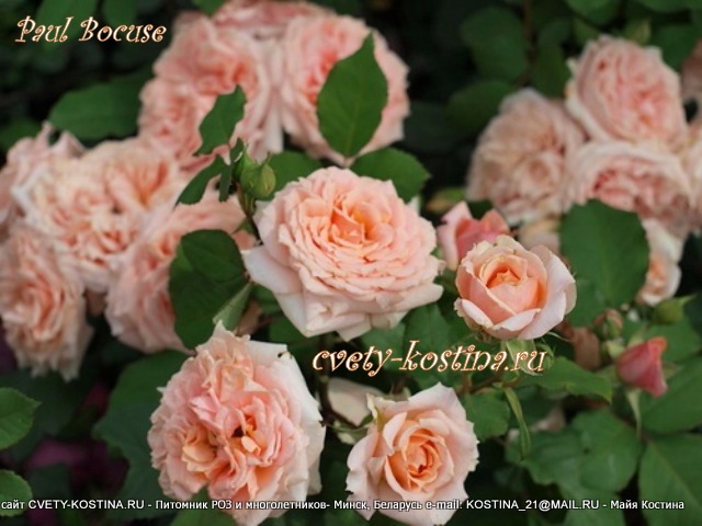 кустовая роза сорт Поль Бокюз - Paul Bocuse, цветы