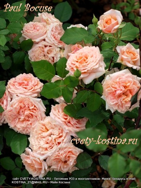 роза Массада сорта Paul Bocuse, цветущий куст в саду, цветы