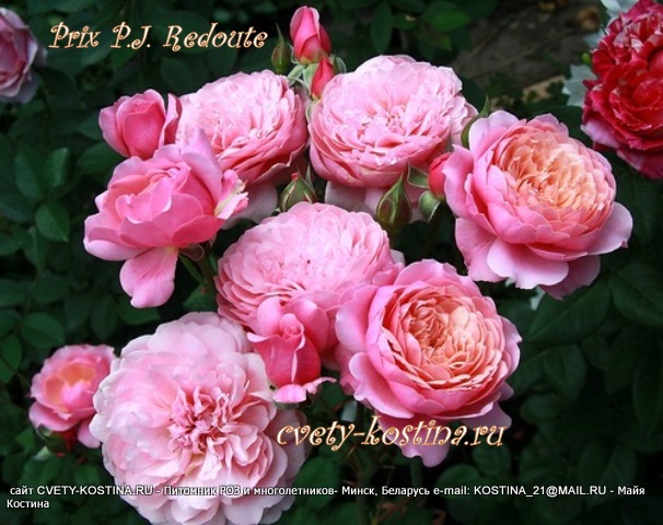 роза Массада сорт Prix P.J. Redoute, цветы, бутоны