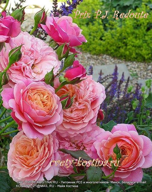 роза шраб сорт Prix P.J. Redoute цветущий куст в саду