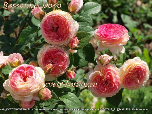 роза Roseman Janon - MASjanon, цветущий куст в саду