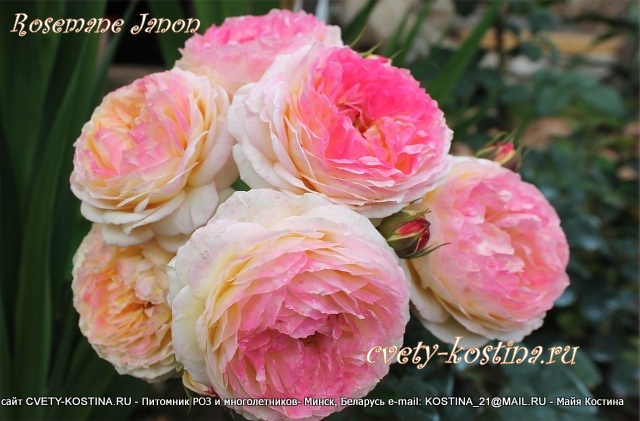 роза сорт Roseman Janon - Розоман Жанон, цветы, соцветие