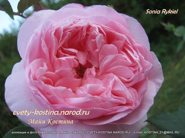 розовая роза кустовая сорт Sonia Rykiel, цветок, фото