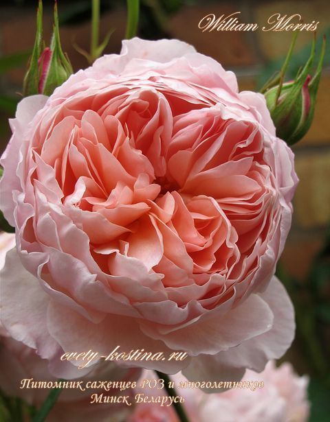 английская роза сорт William Morris - AUSwill, AUStir, David Austin